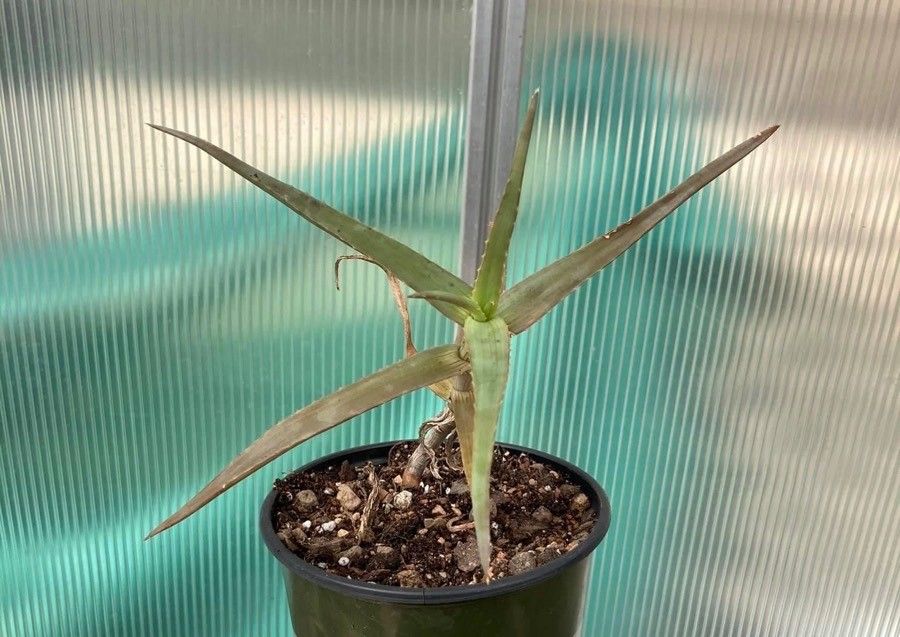 Aloe acutissima leaf