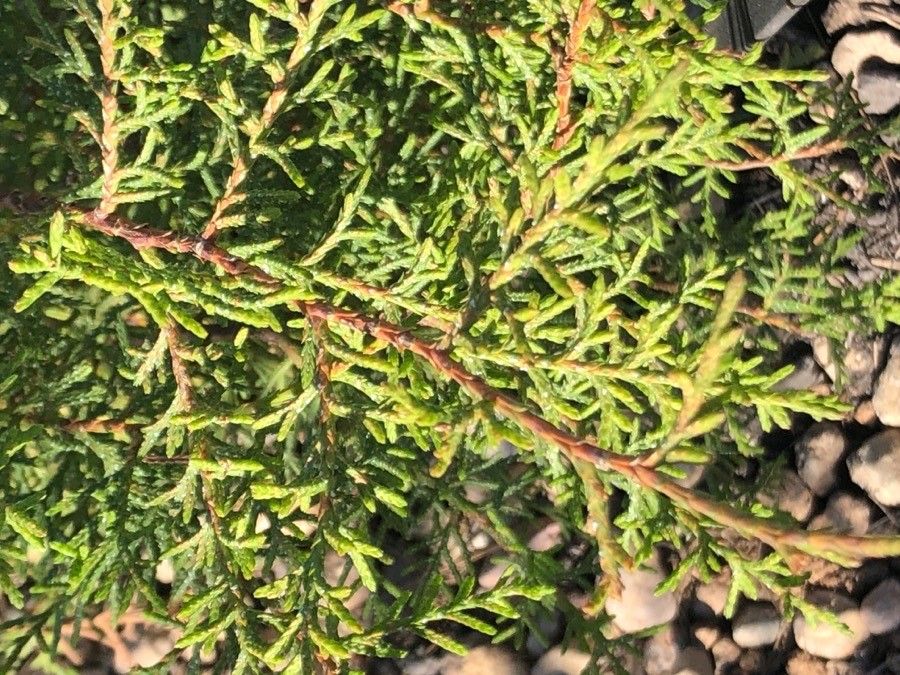 Cupressus macnabiana — search result for 'Cupressus'