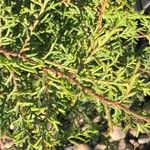 Cupressus macnabiana