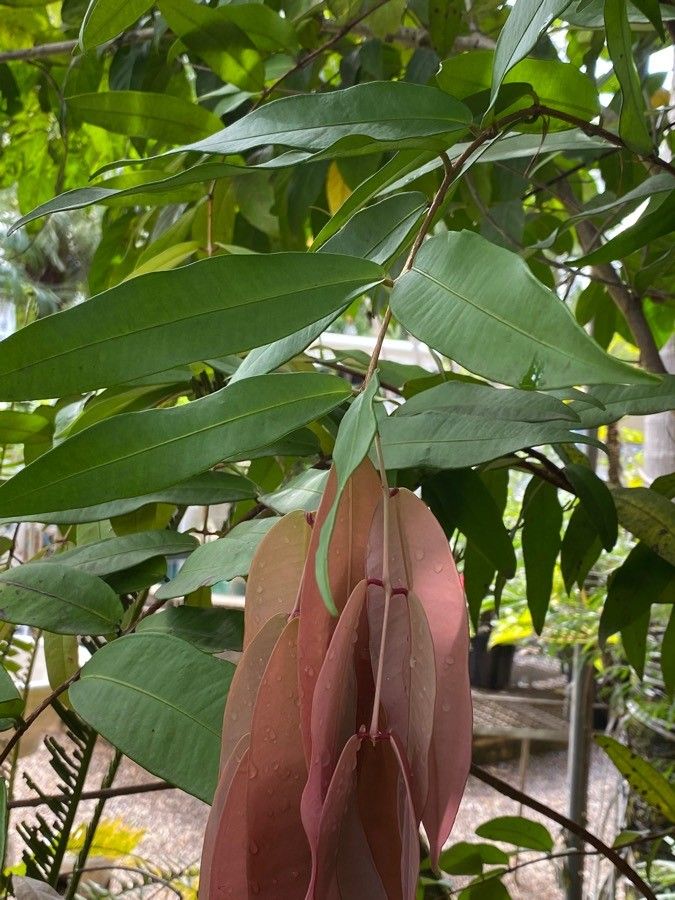 Syzygium wilsonii leaf