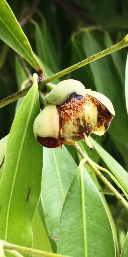 Mesua ferrea fruit