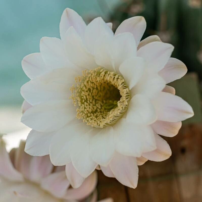 Echinopsis minuana flower