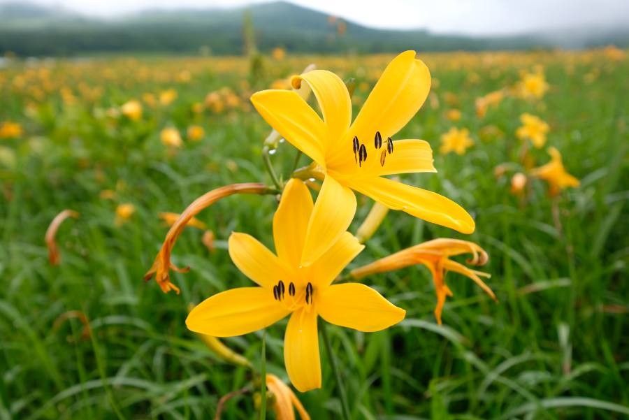 Hemerocallis dumortieri flower
