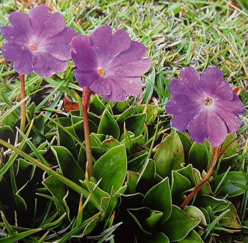 Primula wulfeniana habit