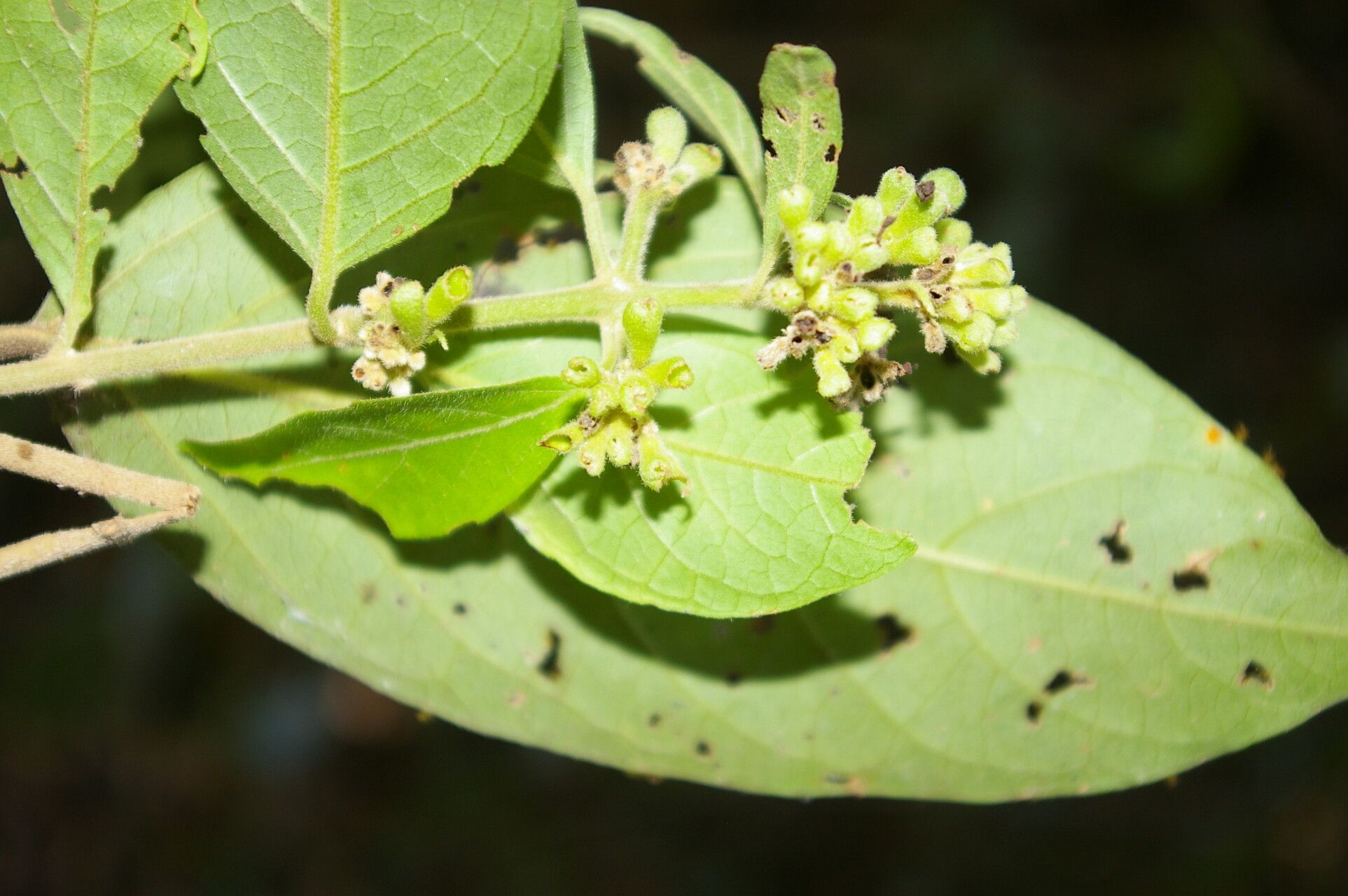 Aegiphila deppeana — houseplant care guide