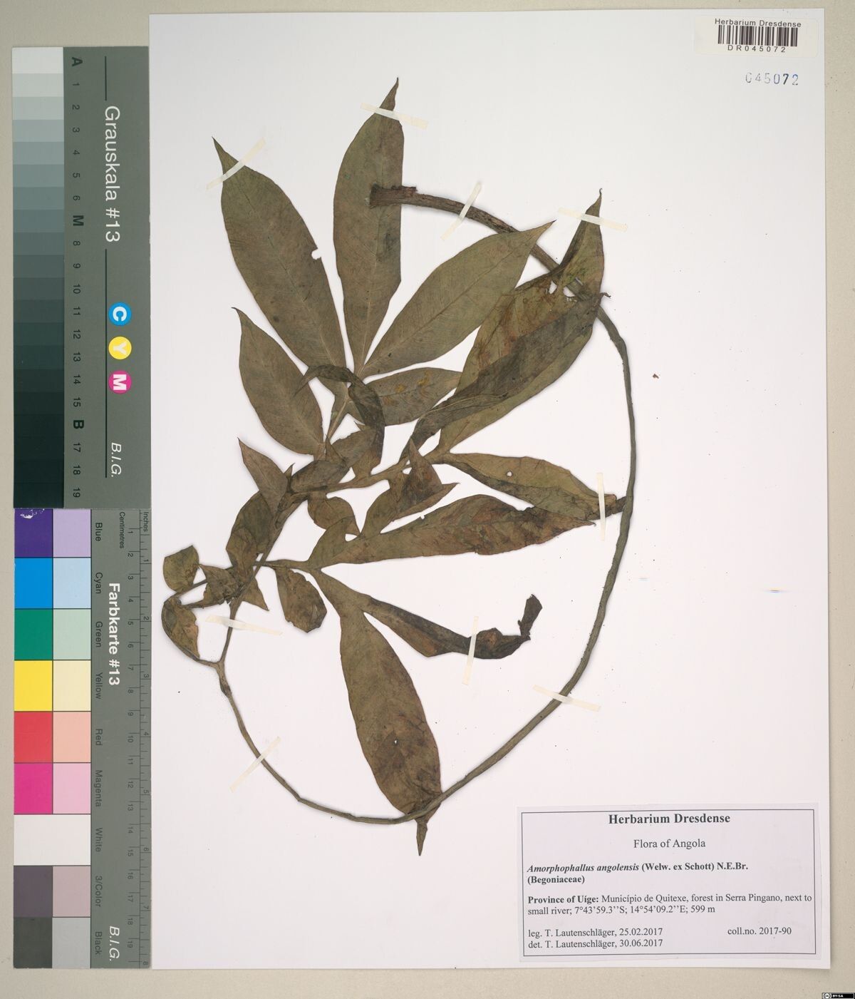 Amorphophallus angolensis — related species from the same genus