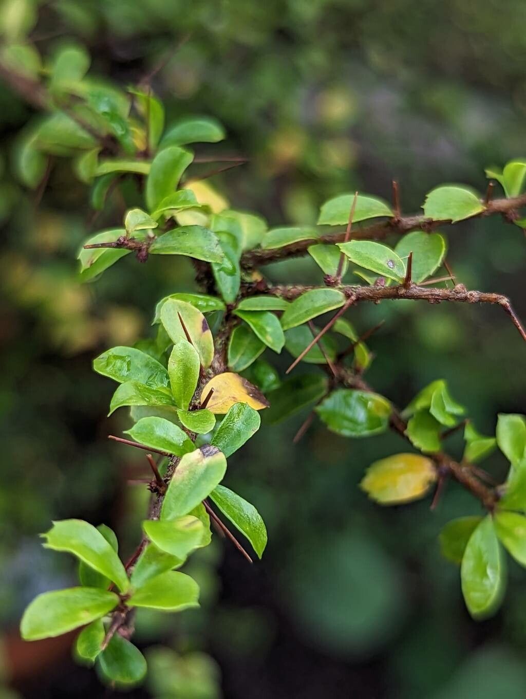 Pittosporum multiflorum — search result for 'Pittosporum'
