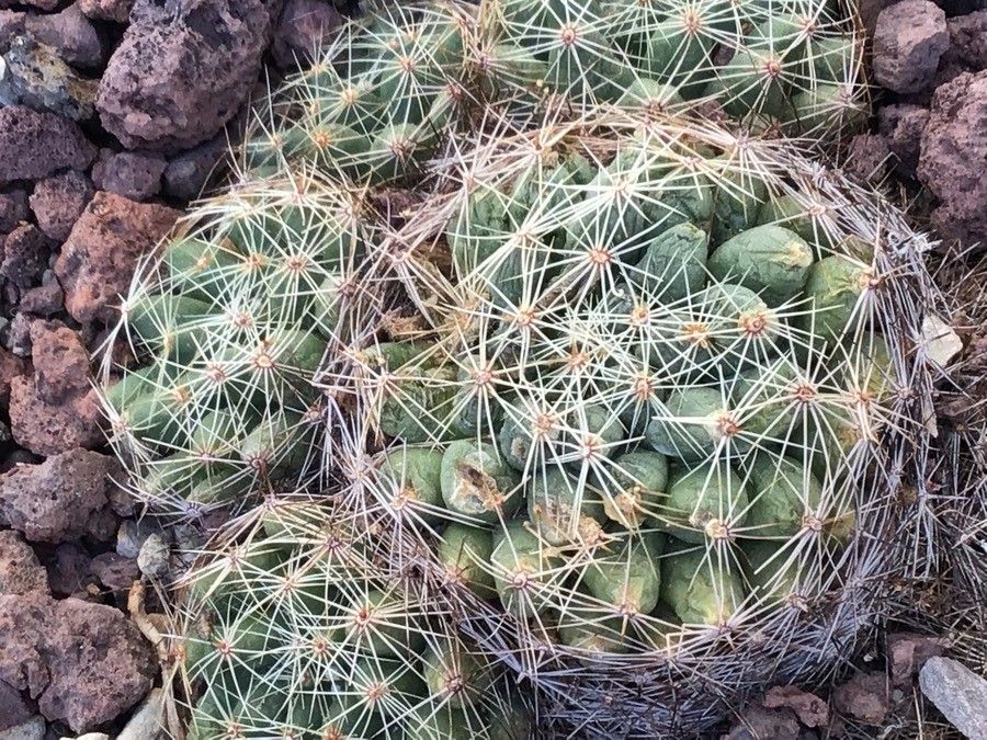 Mammillaria sphaerica leaf