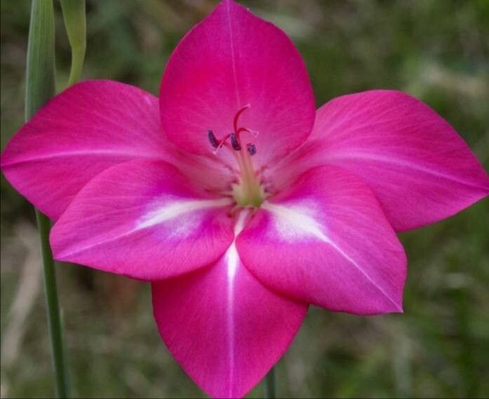 Gladiolus stefaniae — search result for 'Gladiolus'
