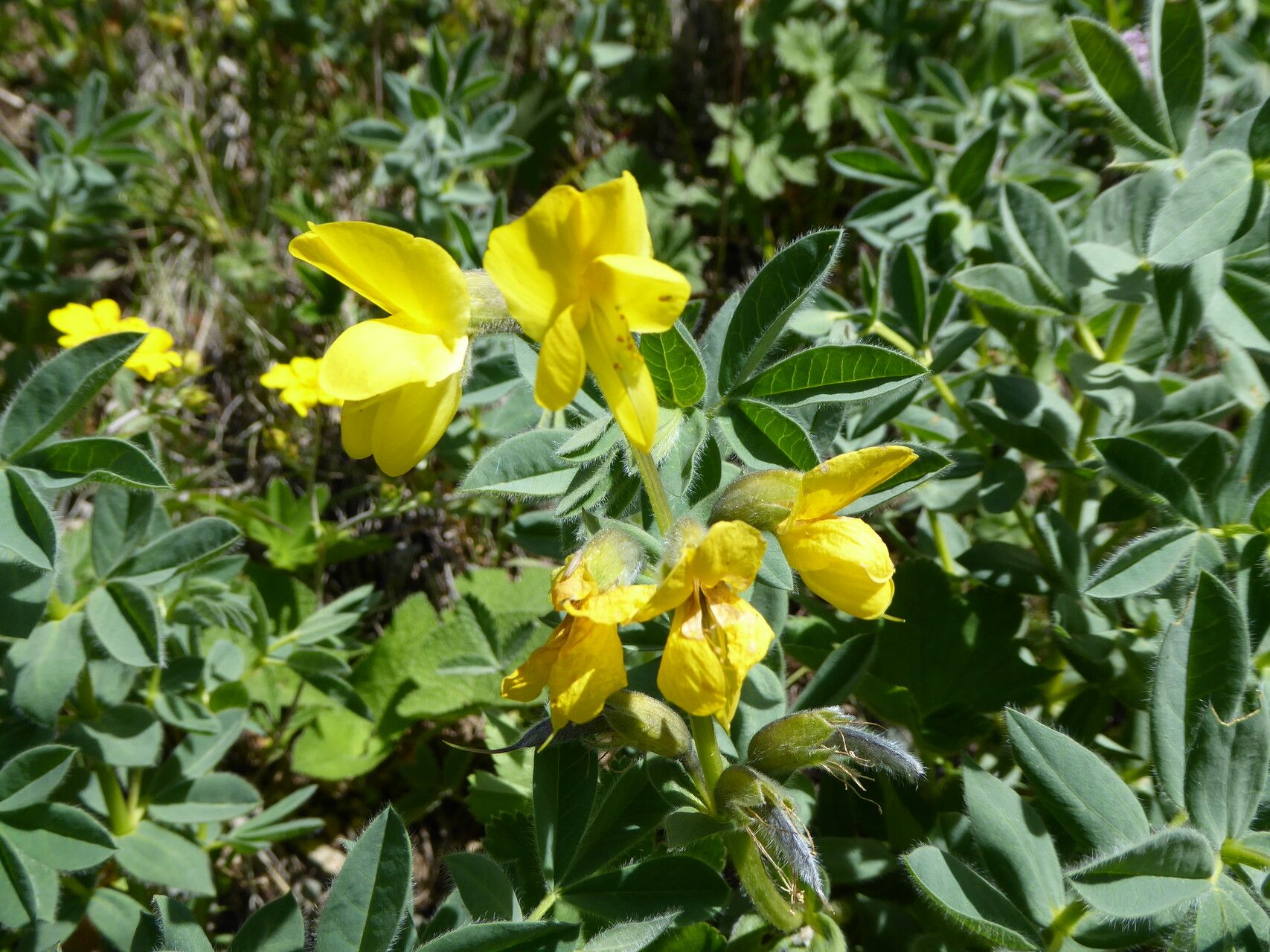 Thermopsis alpina flower