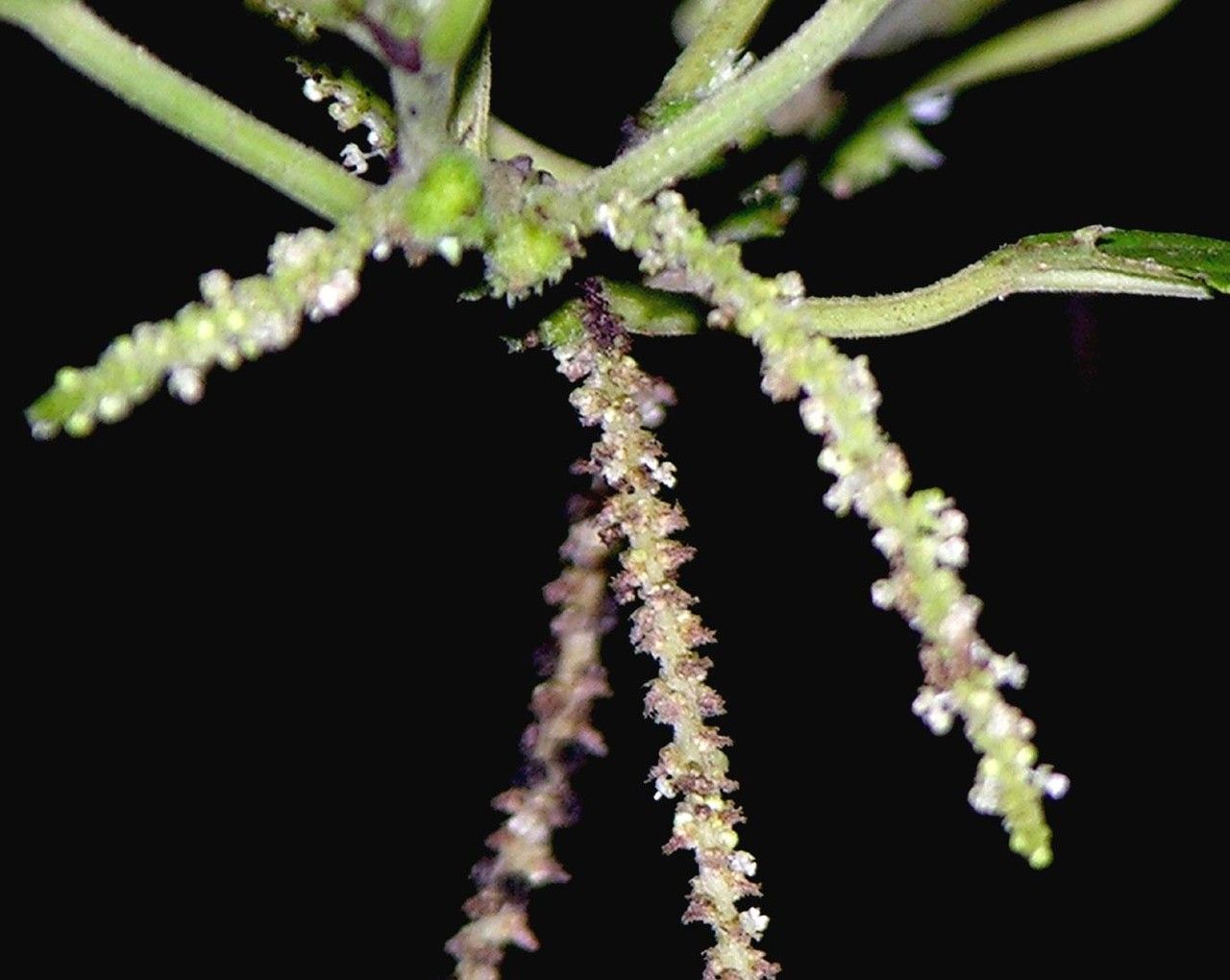 Acalypha diversifolia bark