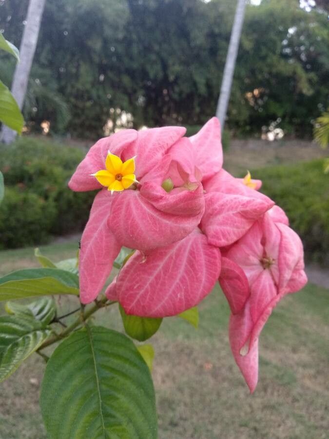 Mussaenda philippica flower