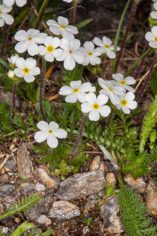 Androsace chamaejasme flower
