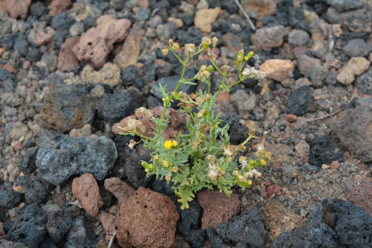 Senecio incrassatus flower