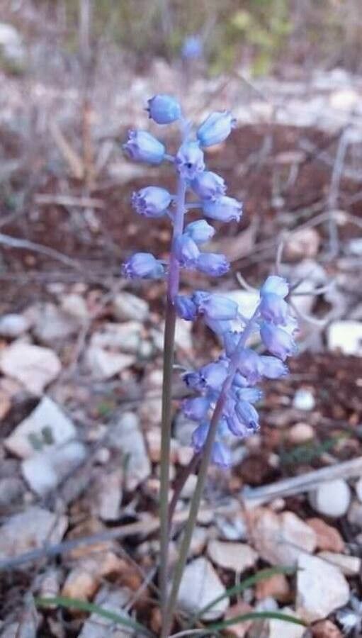 Muscari parviflorum flower