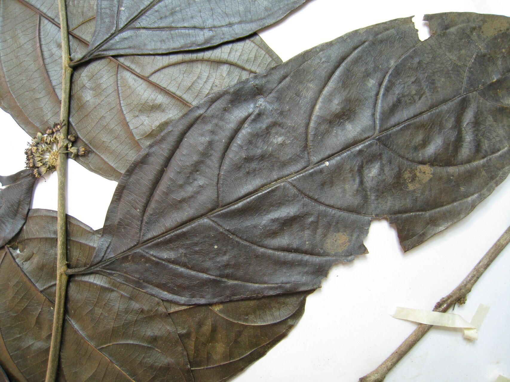 Casearia javitensis other