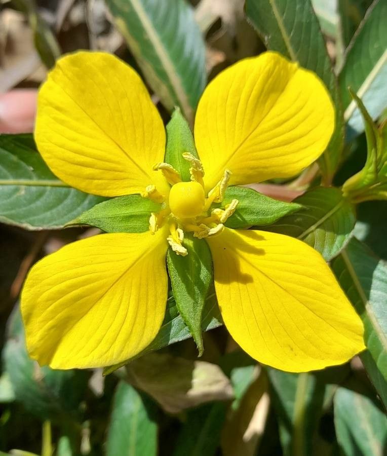 Ludwigia elegans flower