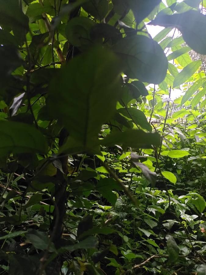 Gnetum africanum fruit