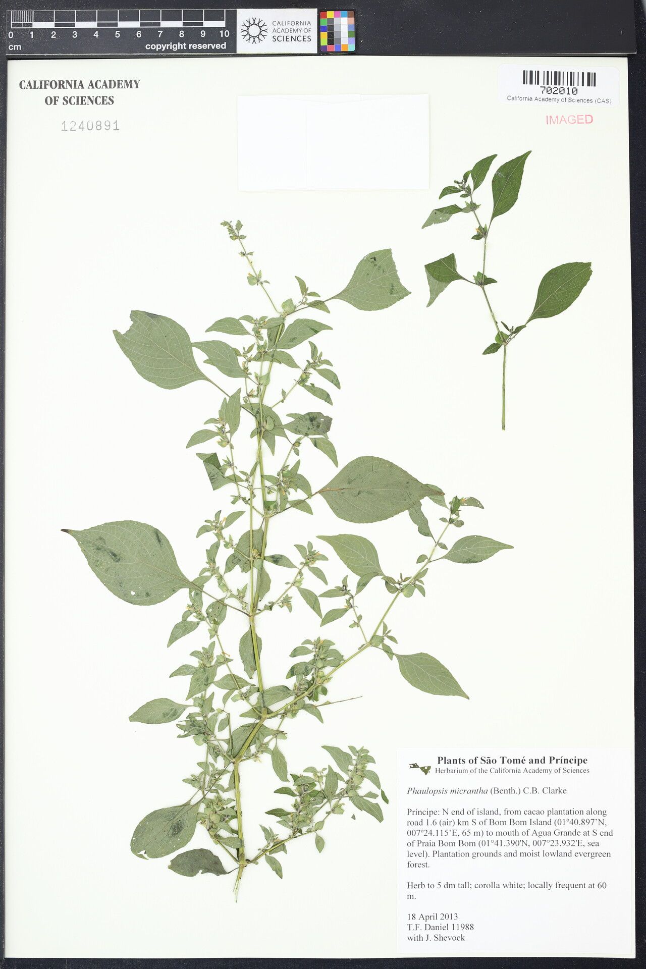 Phaulopsis micrantha — houseplant care guide