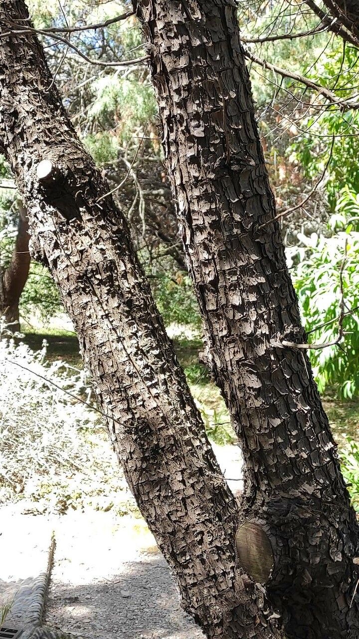 Juniperus deppeana bark
