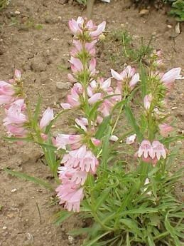 Penstemon rostriflorus habit