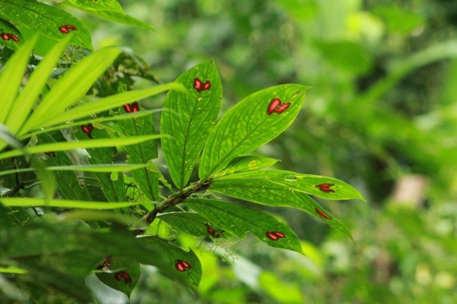 Columnea consanguinea leaf