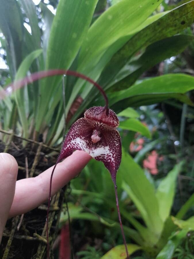 Dracula erythrochaete flower