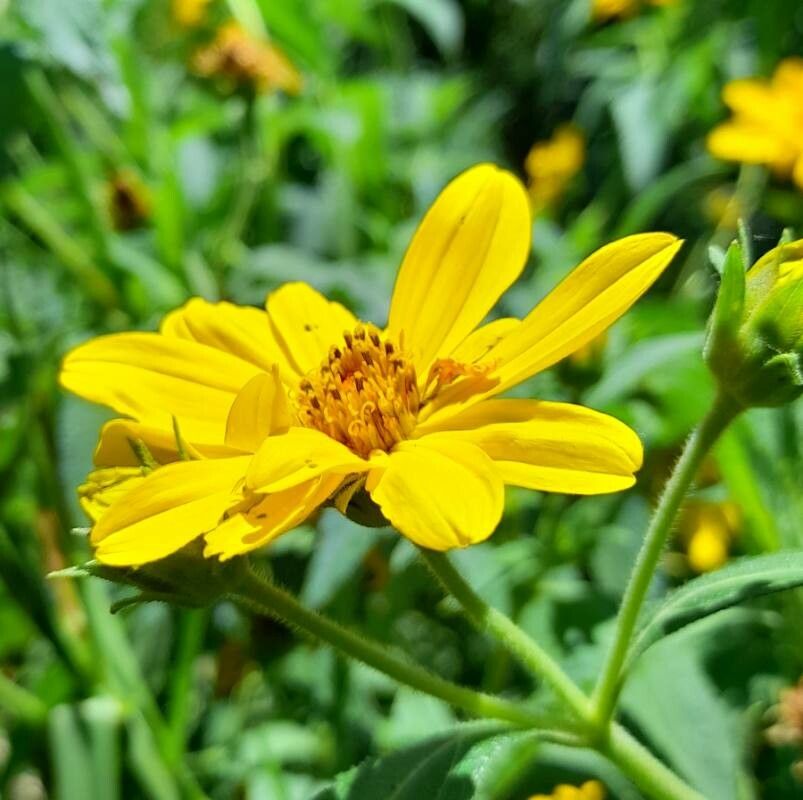 Wedelia silphioides flower
