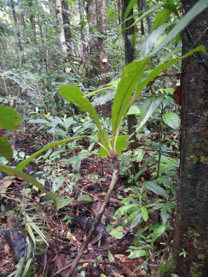 Buchenavia guianensis leaf