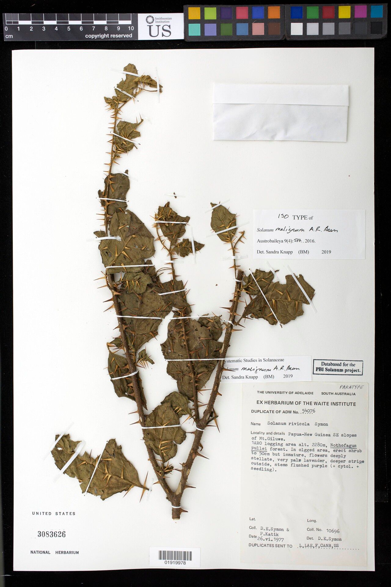 Solanum malignum — houseplant care guide