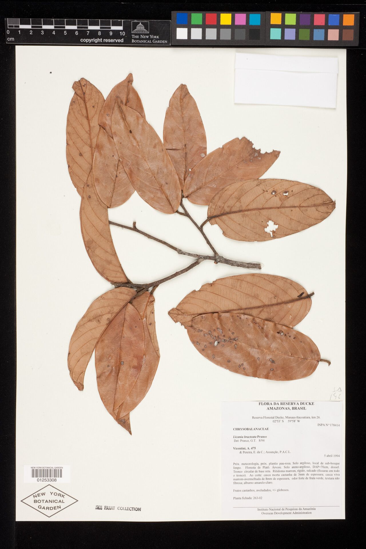 Licania bracteata — houseplant care guide