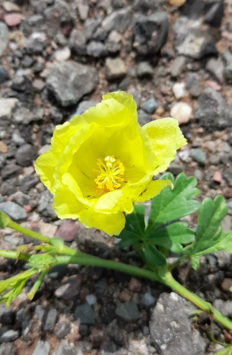 Cienfuegosia argentina flower