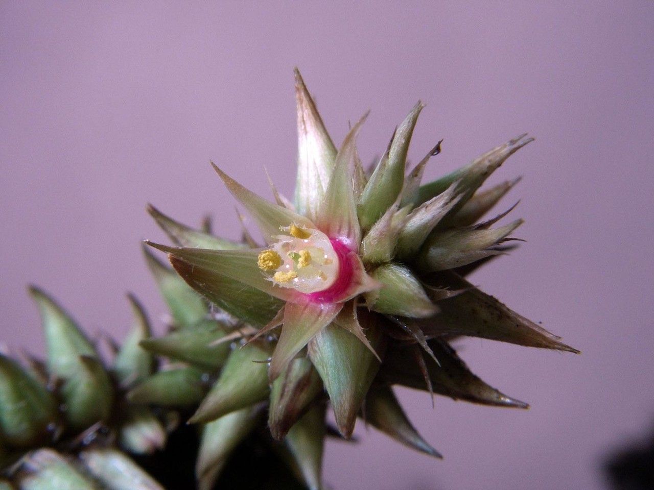 Alternanthera costaricensis — search result for 'Alternanthera'