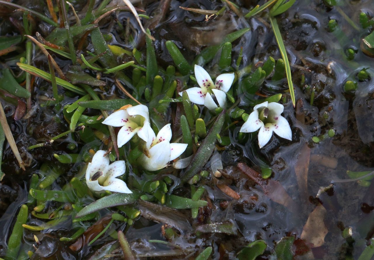 Lysipomia pumila — related species from the same genus