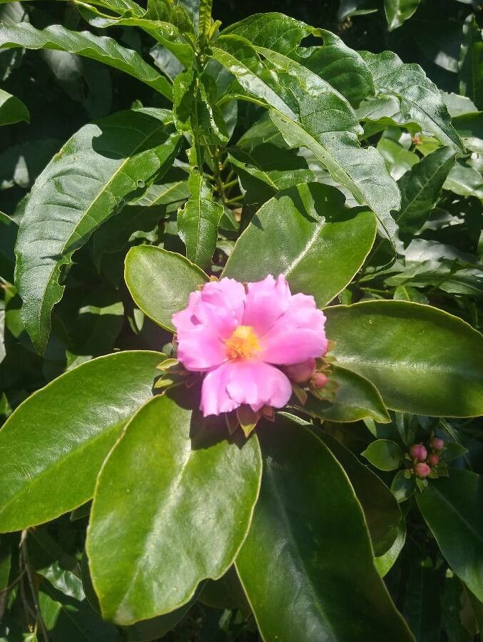 Pereskia grandifolia flower