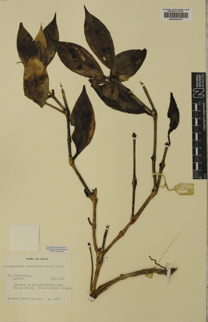 Aeschynanthus parasiticus — search result for 'Aeschynanthus'