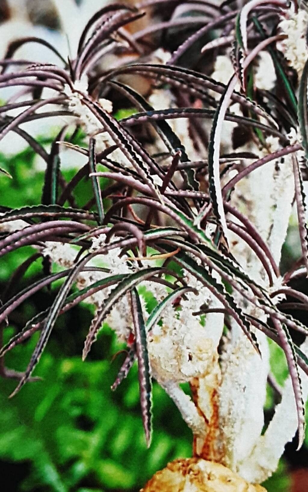 Euphorbia cap-saintemariensis leaf