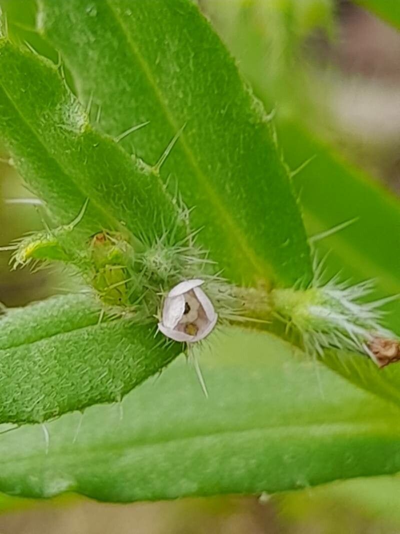 Anchusa hispida flower