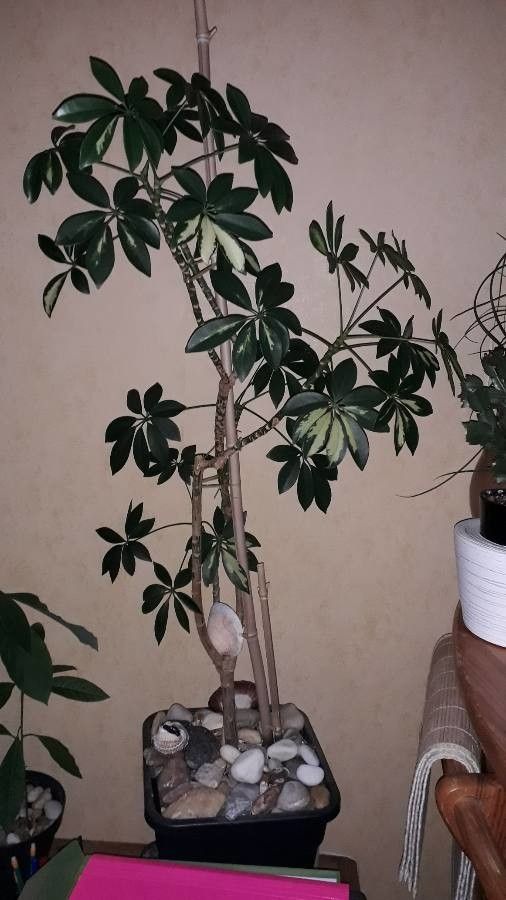 Schefflera abyssinica bark