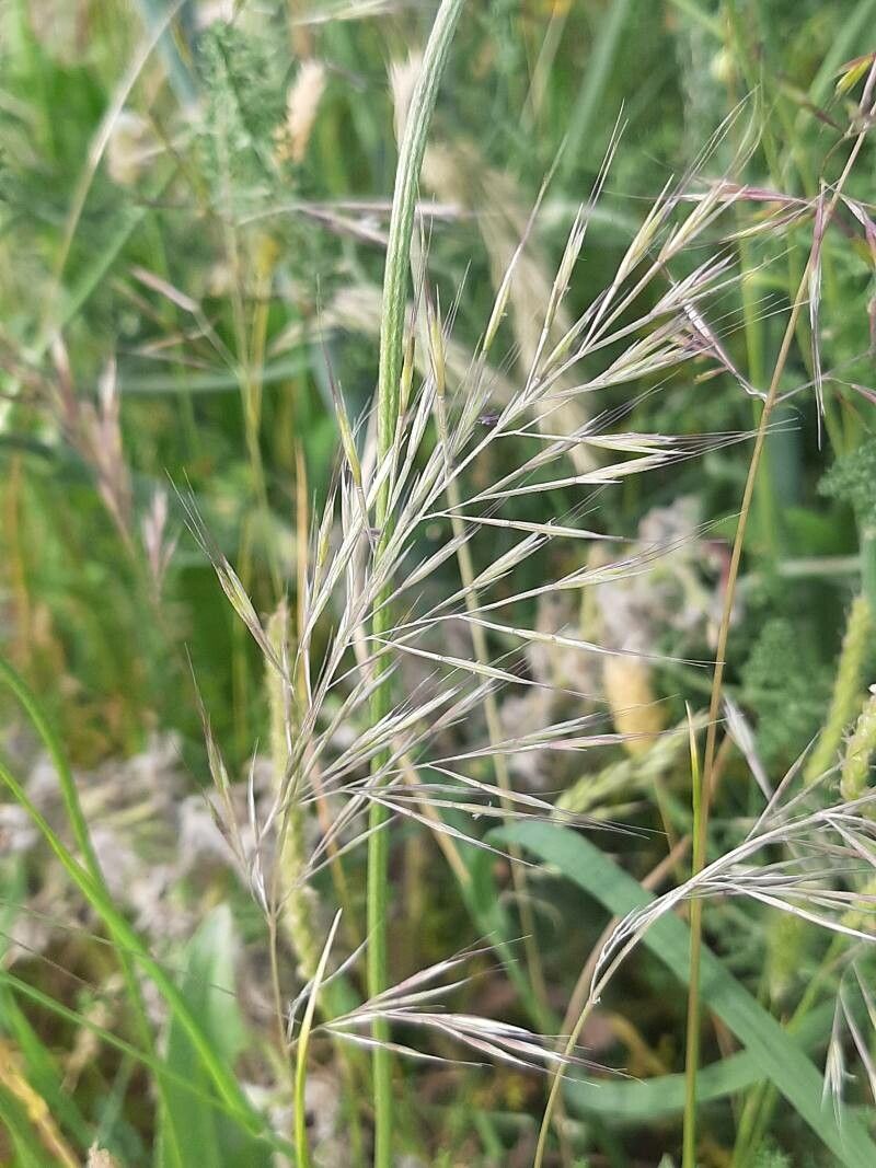 Vulpia ligustica fruit