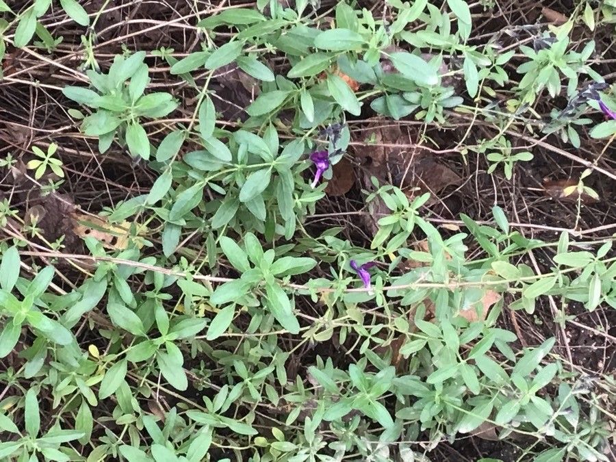 Salvia hians — search result for 'Pakistan'