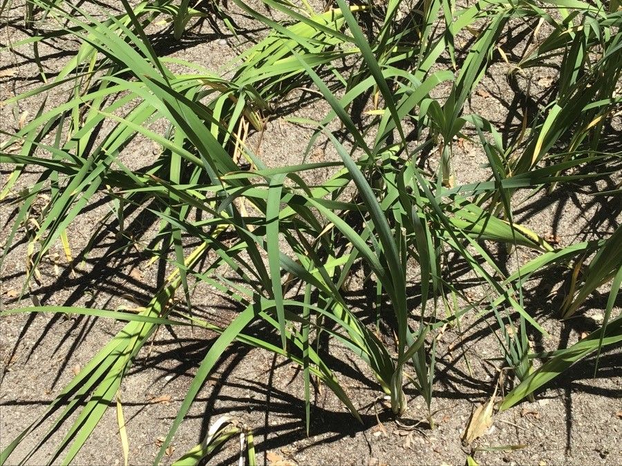 Iris pseudopumila — houseplant care guide