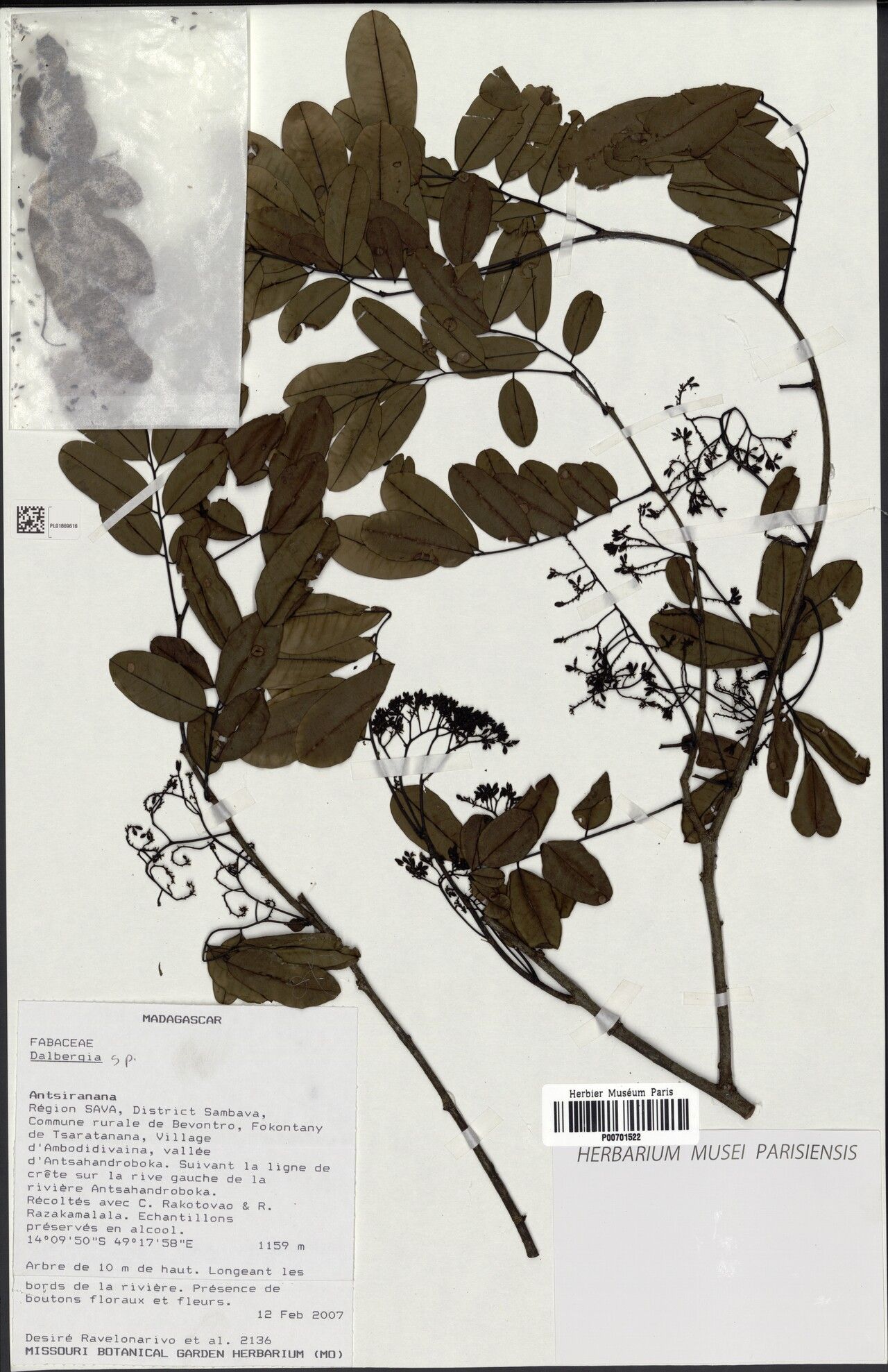 Dalbergia andapensis — search result for 'Dalbergia'