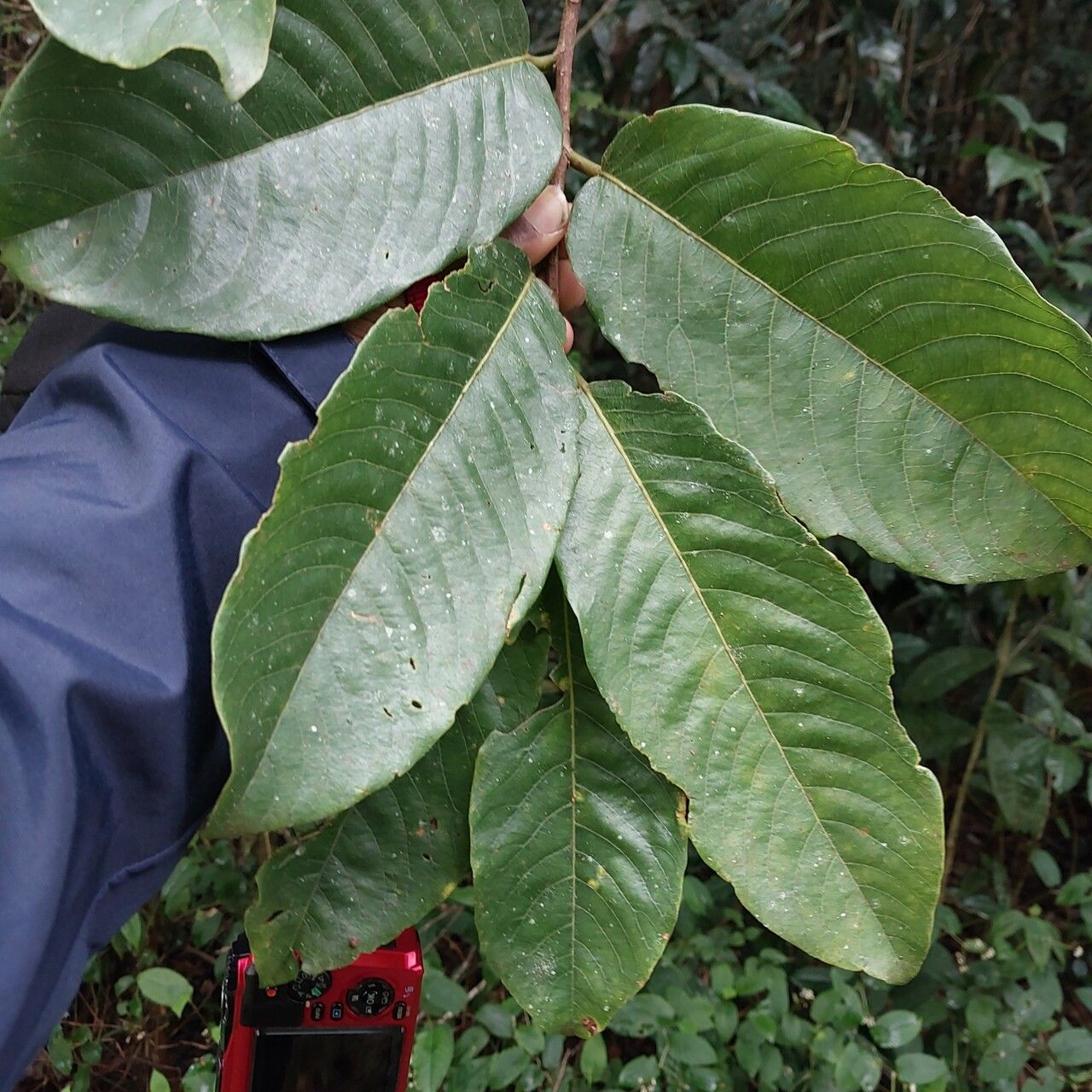 Bridelia tulasneana — houseplant care guide