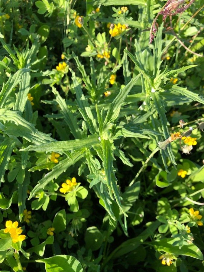 Bellardia trixago — search result for 'Orobanchaceae'