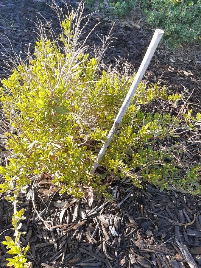 Salvia chamelaeagnea habit