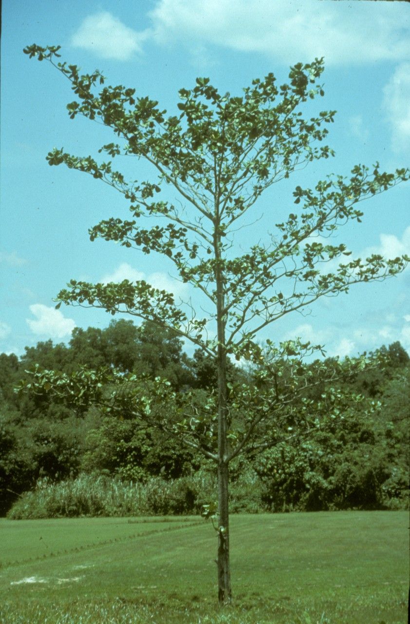 Fagraea crenulata — related species from the same genus