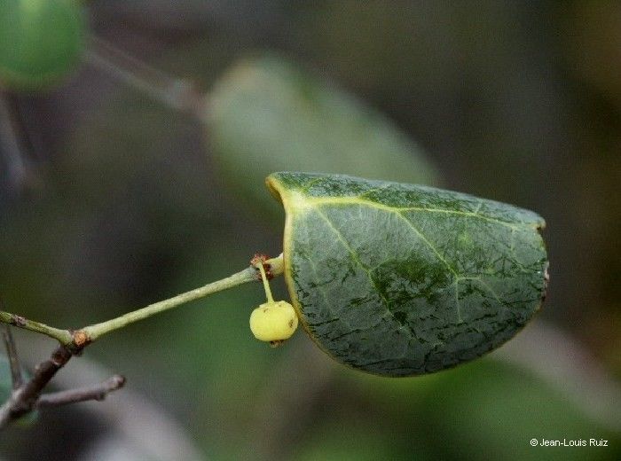 Phyllanthus peltatus fruit