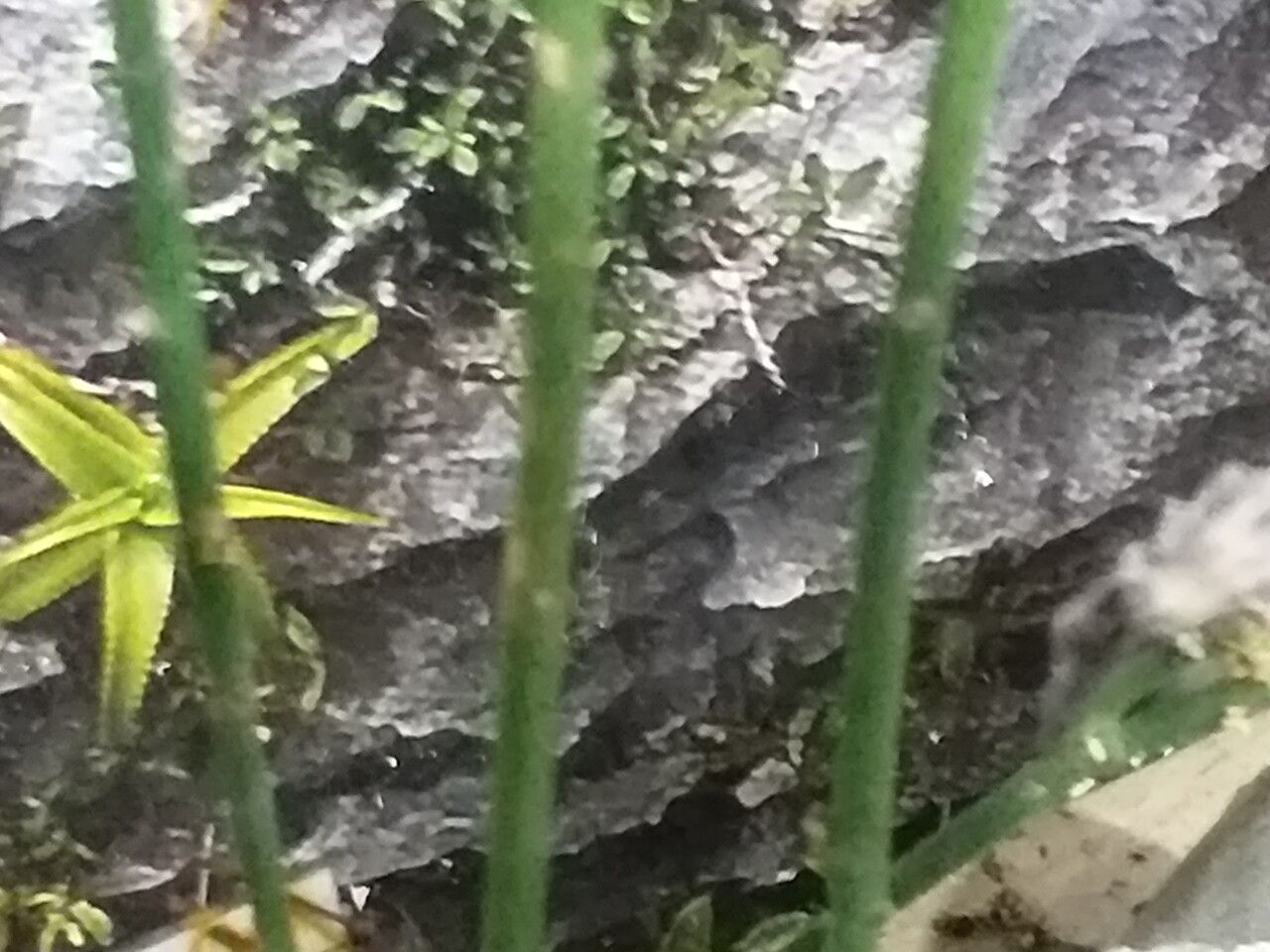 Euphorbia antisyphilitica bark