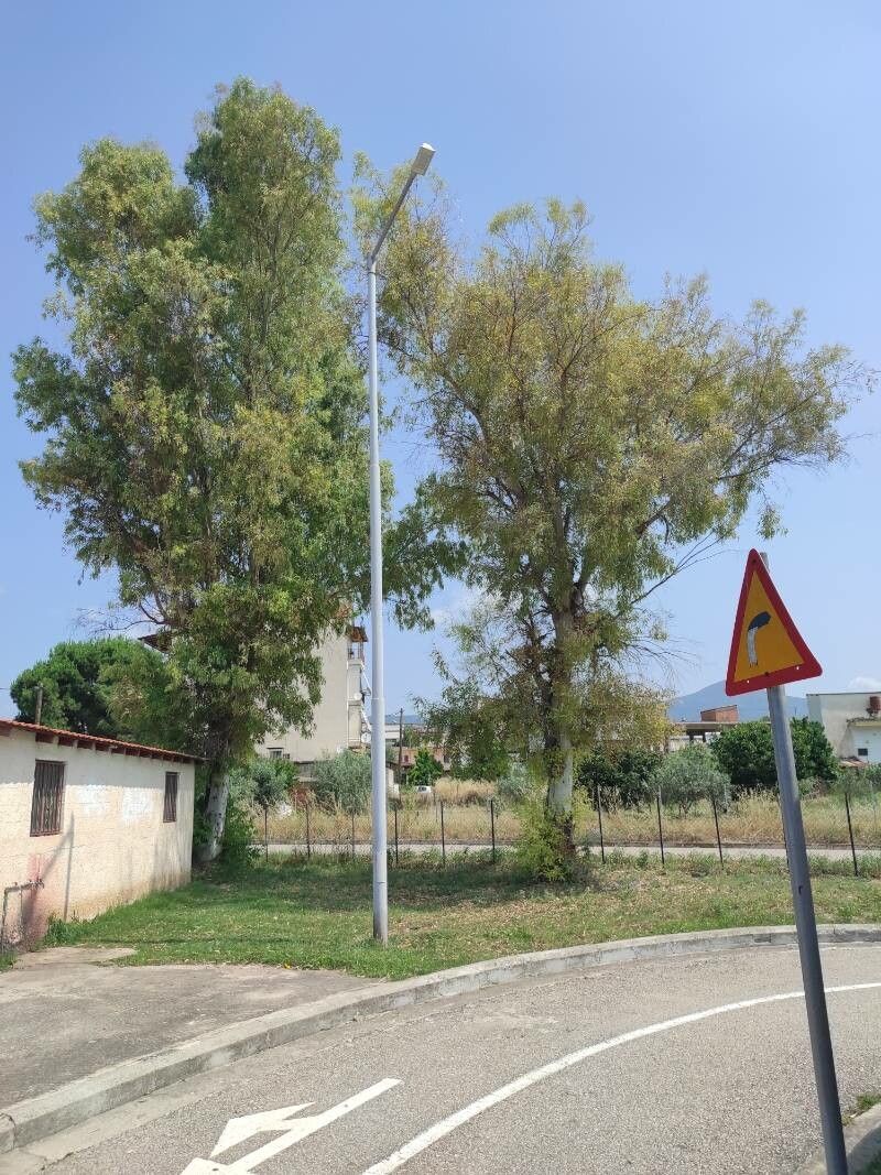 Eucalyptus × adjuncta — houseplant care guide